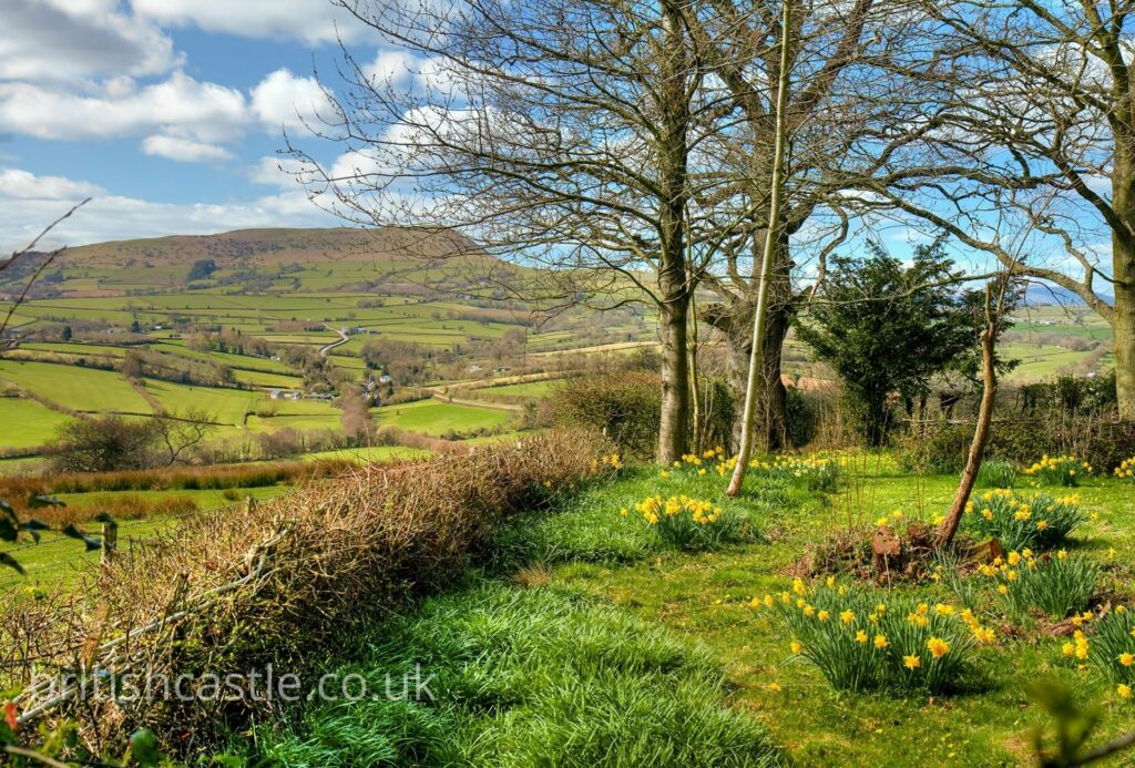 Daffodils growing near White Castle in Wales